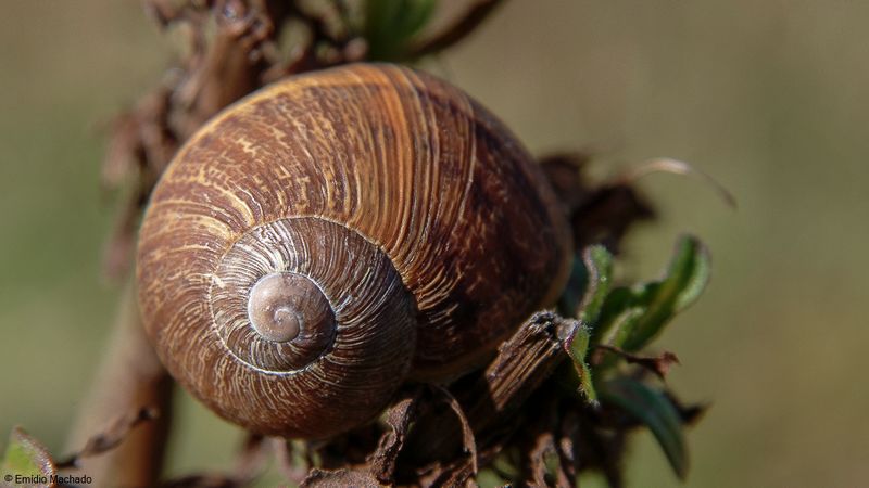 Caracol_Diversos-9420.jpg