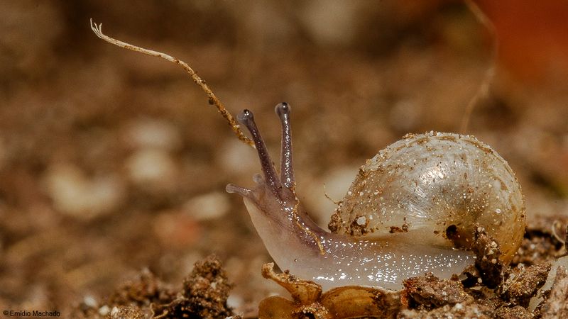 Caracol_Diversos-0066598.jpg