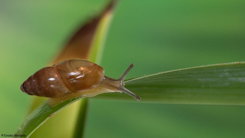 Ferussacia folliculus EM-92052.jpg