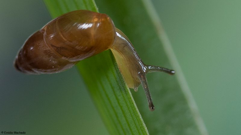 Ferussacia folliculus EM-92059.jpg