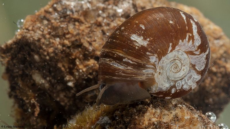 Planorbarius corneus EM-91818.jpg
