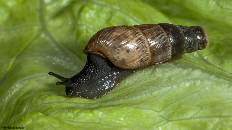 Rumina decollata EM-95970.jpg