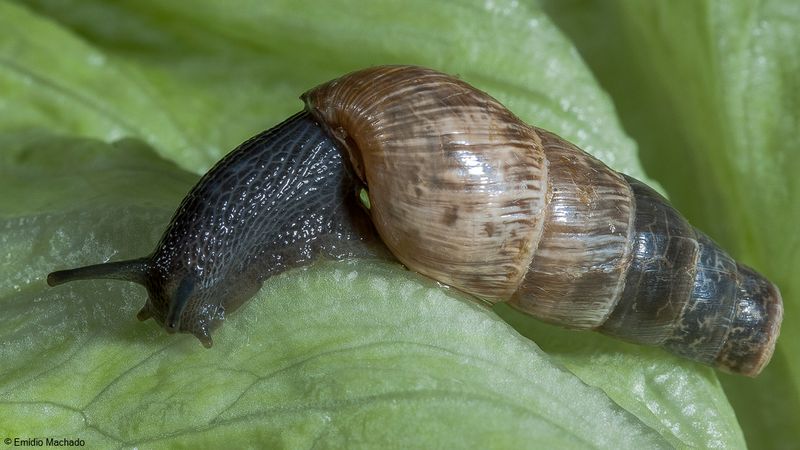 Rumina decollata EM-95980.jpg