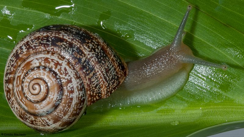Caracol_Sp201-95861.jpg