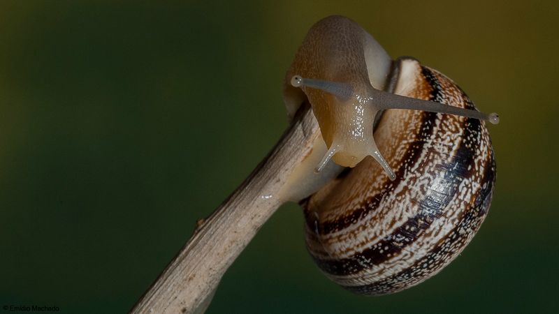 Caracol_Sp201-96370.jpg