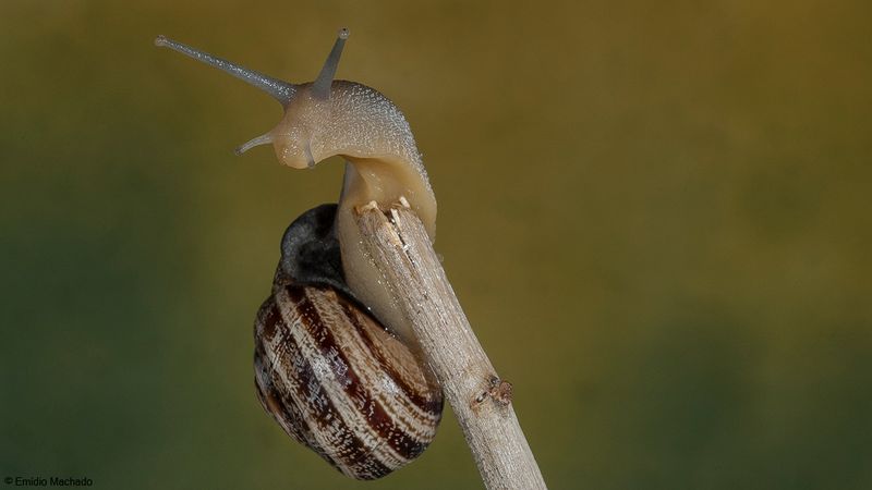 Caracol_Sp201-96557.jpg