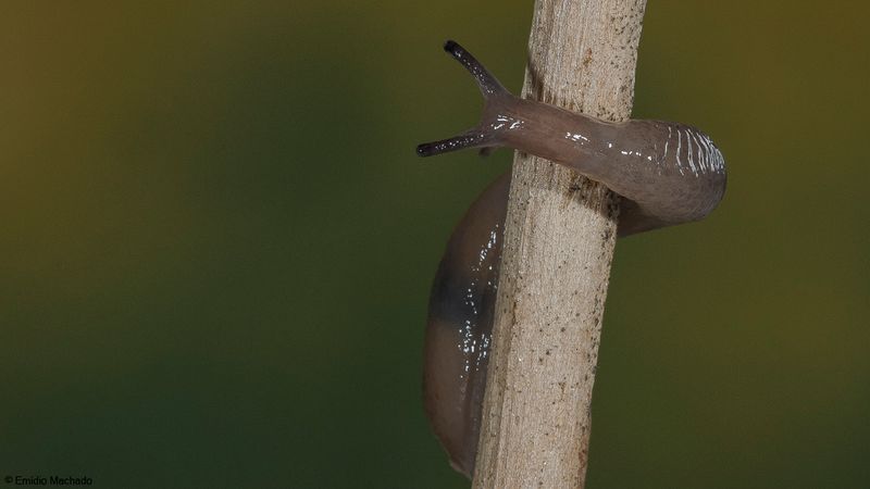 Lesma_Sp202-96653.jpg