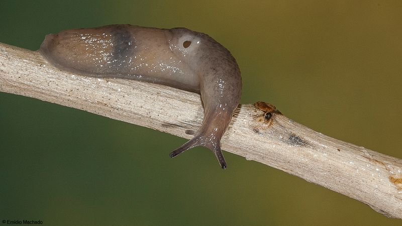 Lesma_Sp202-96659.jpg
