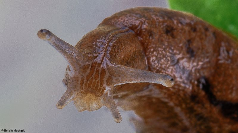 Tandonia sowerbyi EM-0066863.jpg
