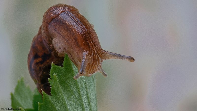 Tandonia sowerbyi EM-0066896.jpg