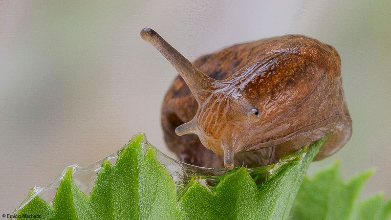 Tandonia sowerbyi EM-0066922.jpg