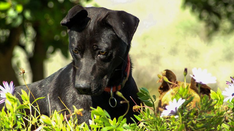 Cão-8621.jpg