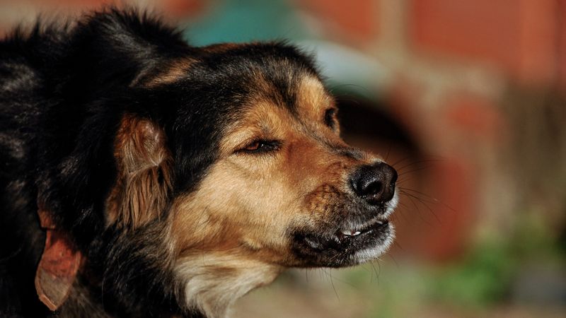 Cão-0067264.jpg