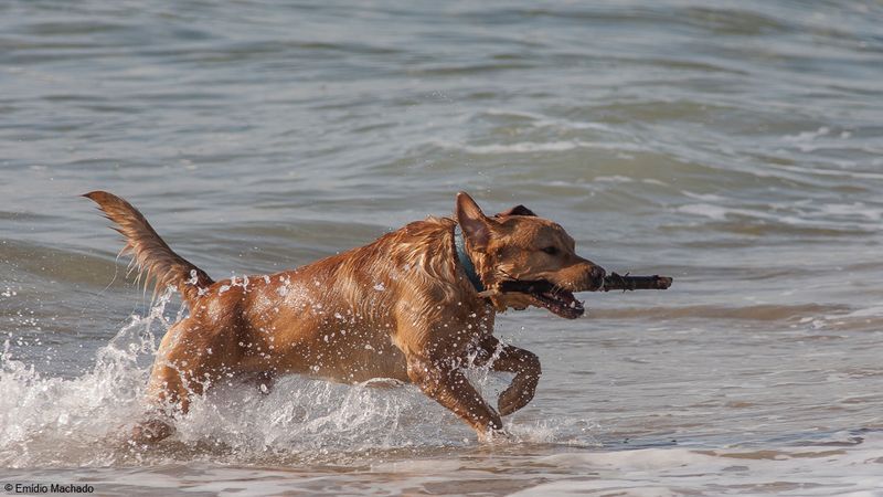 Cão-92687.jpg
