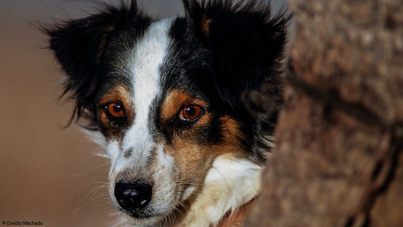 Cão-0551298.jpg