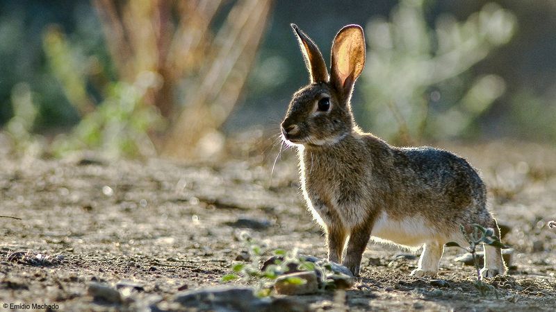 Oryctolagus cuniculus_EM-.jpg