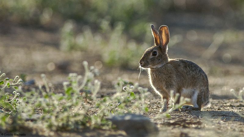 Oryctolagus cuniculus_EM-0078993.jpg