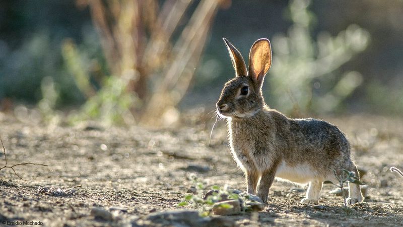 Oryctolagus cuniculus_EM-0079001.jpg