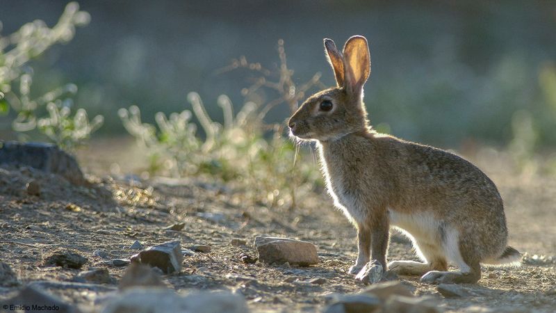 Oryctolagus cuniculus_EM-0079010.jpg