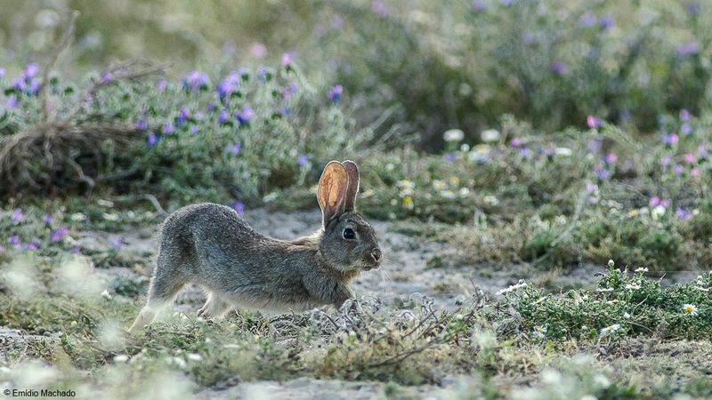 Oryctolagus cuniculus_EM-0081441.jpg
