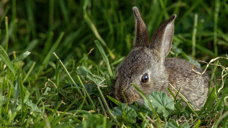 Oryctolagus cuniculus_EM-0084325.jpg