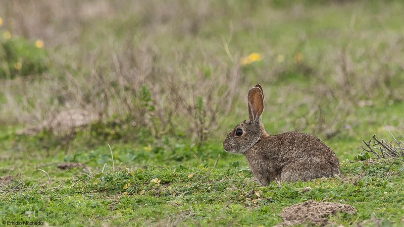 Oryctolagus cuniculus_EM-0087524.jpg