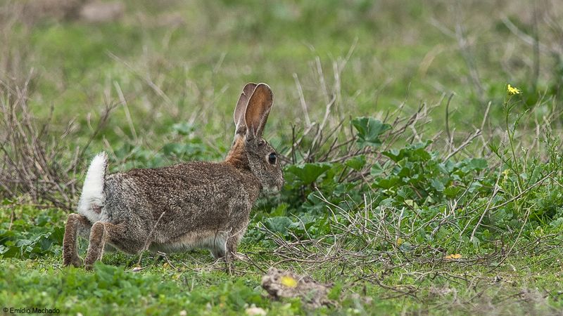 Oryctolagus cuniculus_EM-0087529.jpg