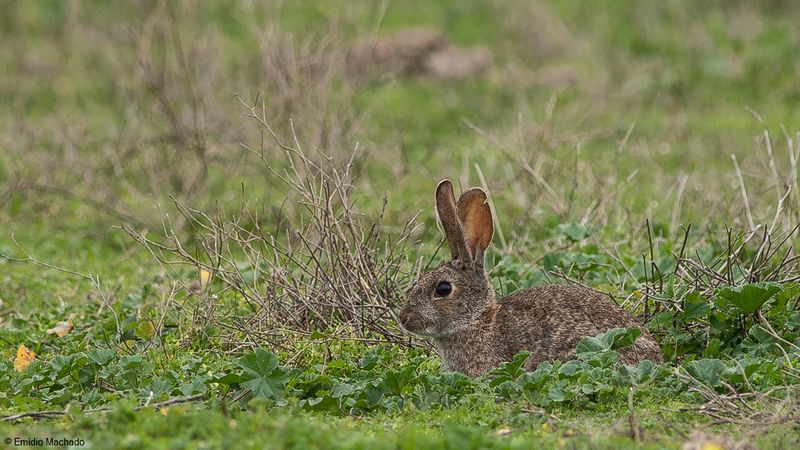 Oryctolagus cuniculus_EM-0087531.jpg