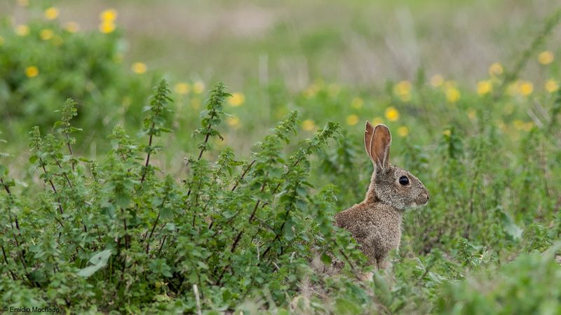 Oryctolagus cuniculus_EM-0087539.jpg