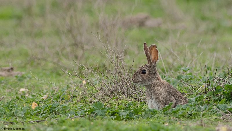 Oryctolagus cuniculus_EM-0087545.jpg