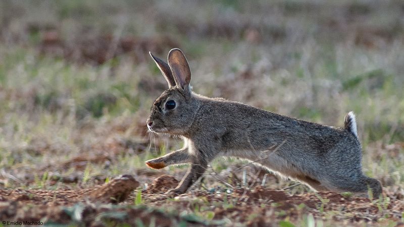 Oryctolagus cuniculus_EM-90924.jpg