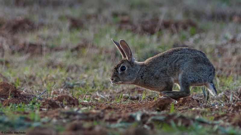 Oryctolagus cuniculus_EM-90925.jpg
