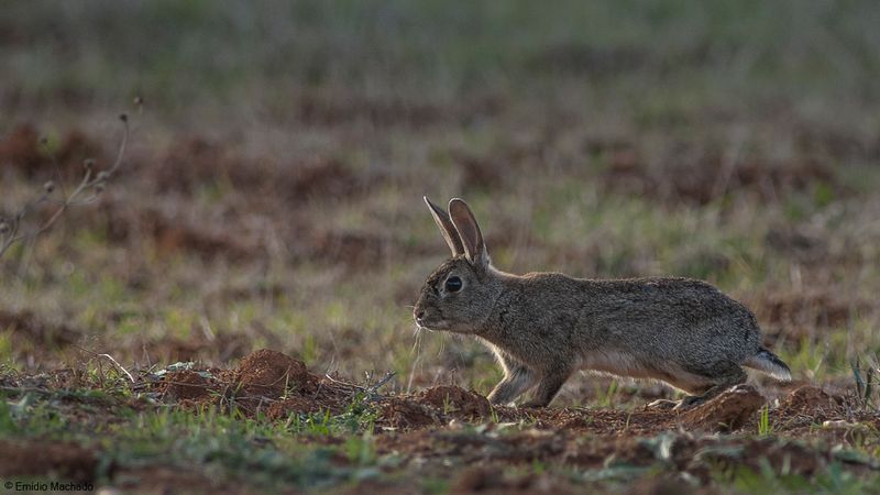 Oryctolagus cuniculus_EM-90926.jpg