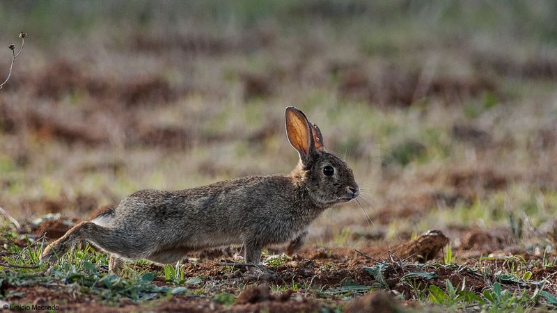 Oryctolagus cuniculus_EM-90934.jpg