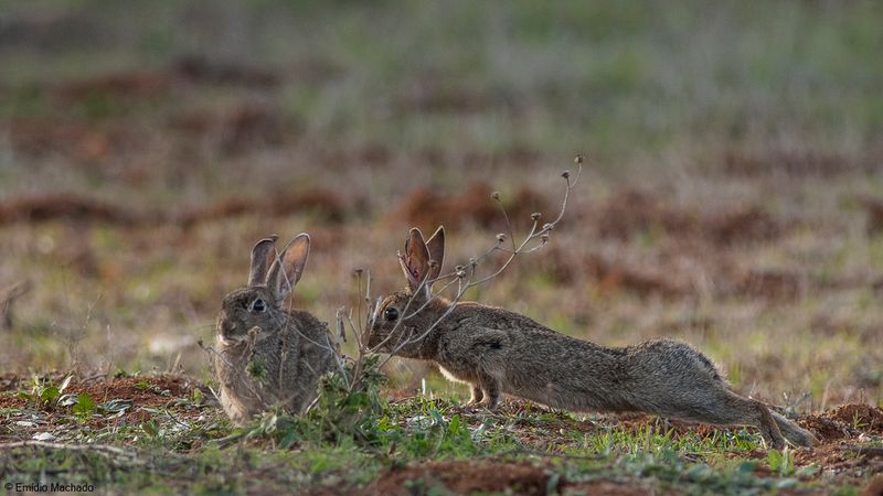 Oryctolagus cuniculus_EM-90976.jpg