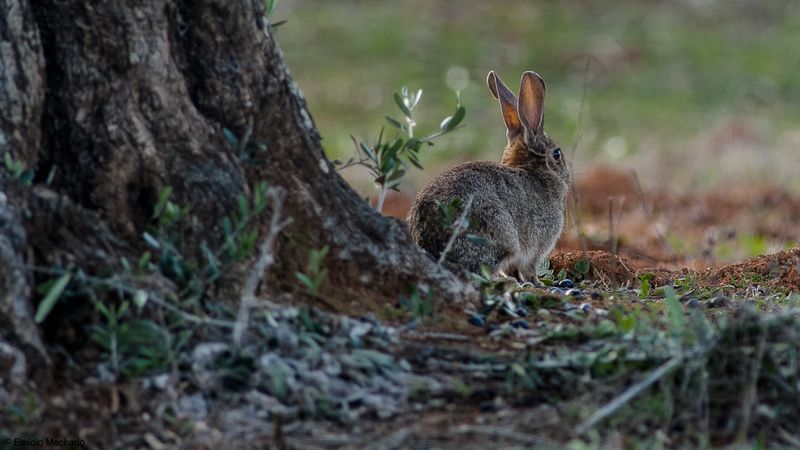 Coelho_Oryctolagus cuniculus