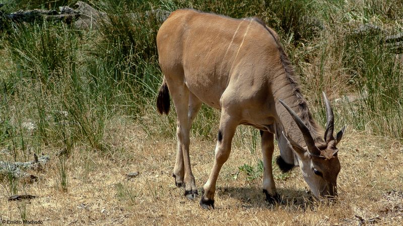 ZOO_EM-5886.jpg