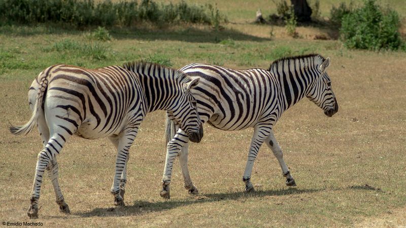 ZOO_EM-5915.jpg