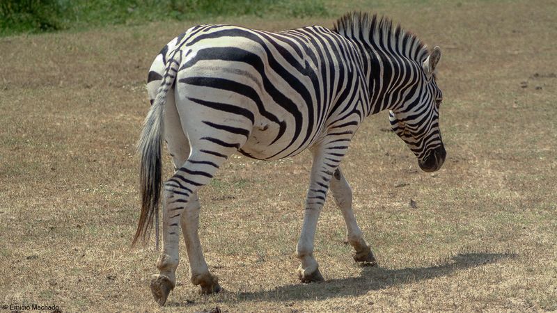 ZOO_EM-5916.jpg