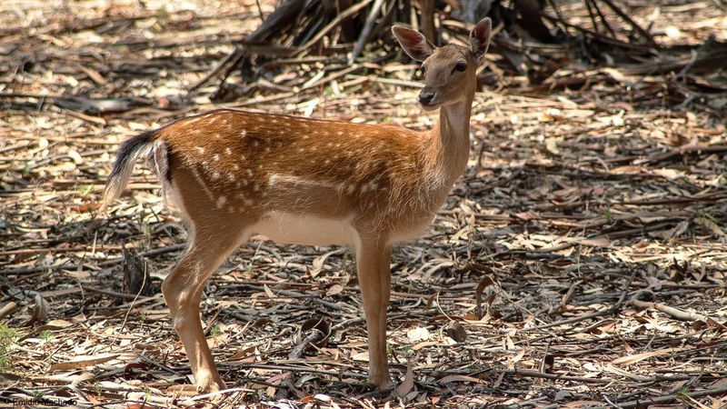 Gamo_Dama dama_EM-5790.jpg