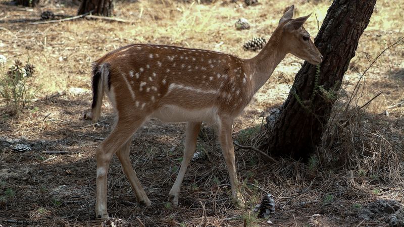 Gamo_Dama dama_EM-5824.jpg
