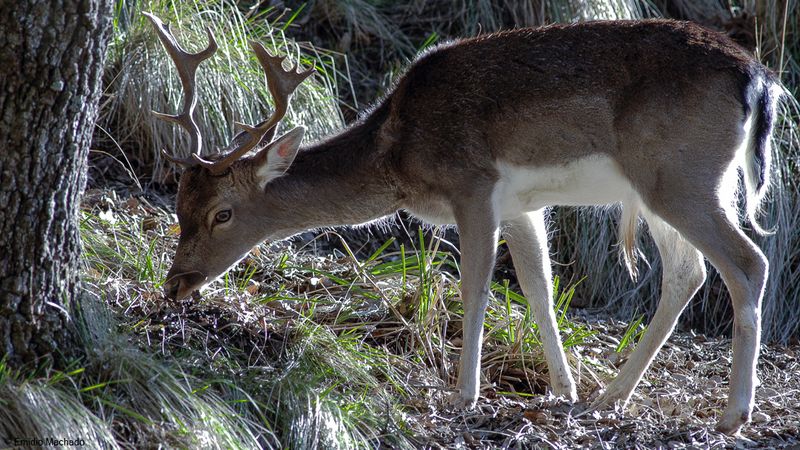 Gamo_Dama dama_EM-0089634.jpg