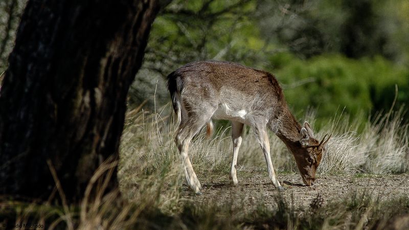 Gamo_Dama dama_EM-0089788.jpg