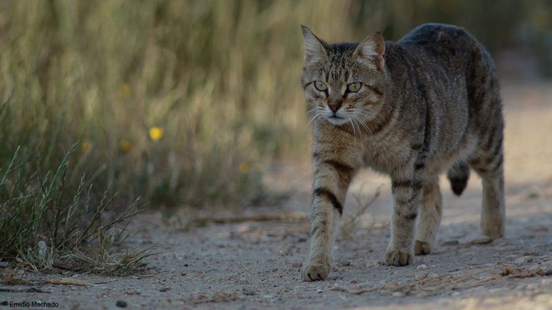 Gato_EM-0211.jpg