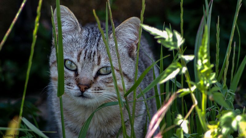 Gato_EM-7470.jpg