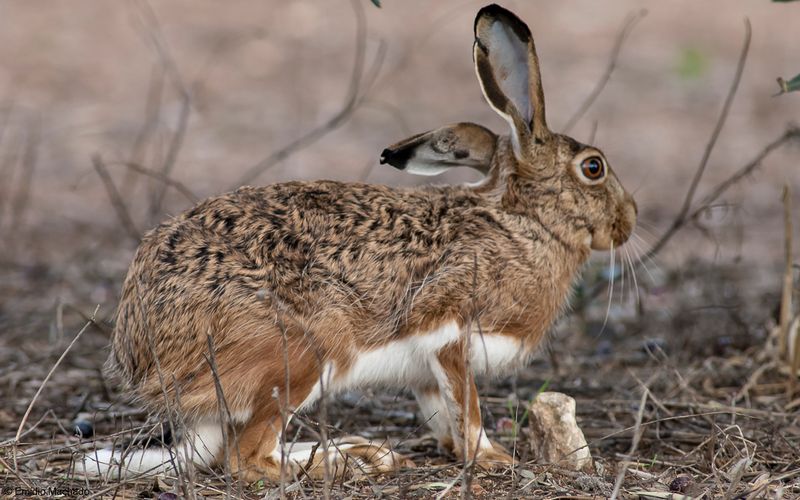 Lebre_Lepus granatensis_EM-91184.jpg