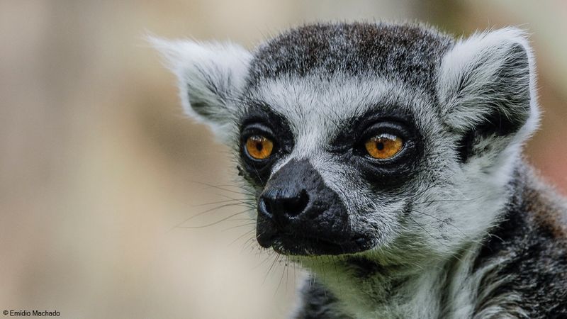 Lemur catta_EM-0061140.jpg