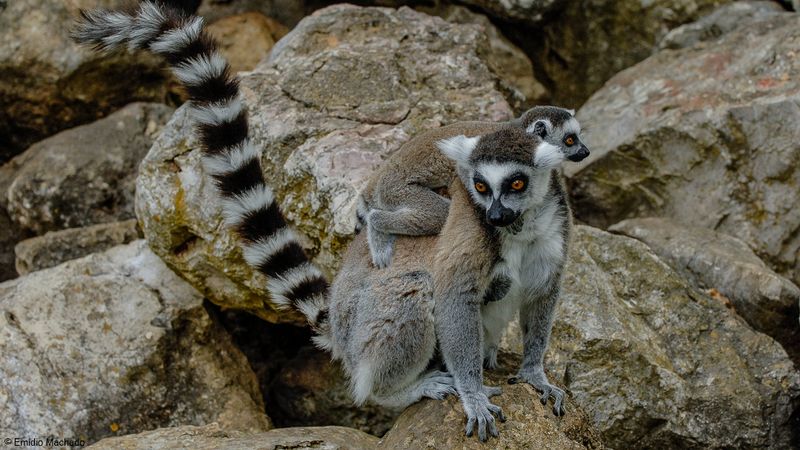 Lemur catta_EM-0061168.jpg