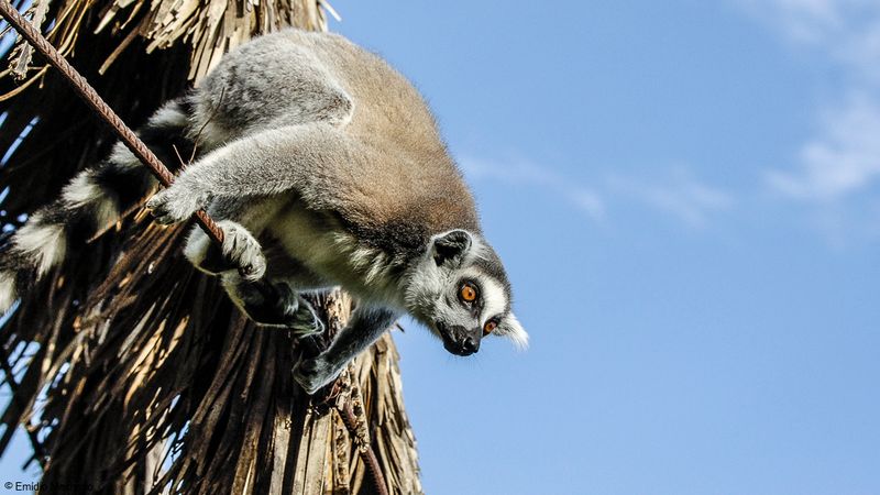 Lemur catta_EM-0061169.jpg