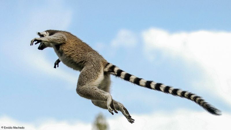Lemur catta_EM-0061210.jpg